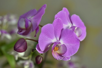 Naklejka na ściany i meble Beautiful Orchid flowers bloom in the room