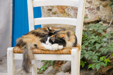Obraz premium The cat sleeps on the chair