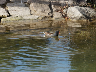 Gallinula chloropus - Une Gallinule poule d'eau nageant dans une marre