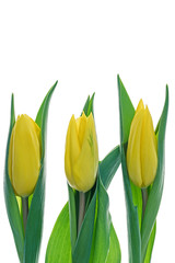 3 yellow tulips on white background
