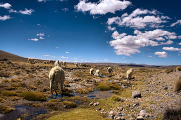 Alpacas passing by in the highlands of Peru