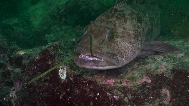 Large Ling Cod in the Emerald Sea