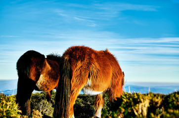 Two Lonely Horses