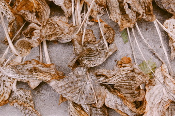 Faded Hosta leaves. Nature background image