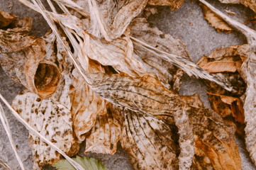 Faded Hosta leaves. Nature background image