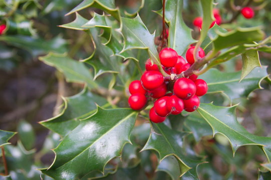 close up view of red ripe berries of common holly (Ilex aquifolium) near christmas holidays
