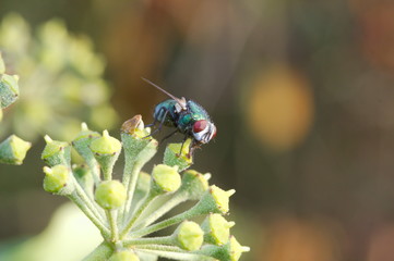 Close up of fly the flower of an ivy.