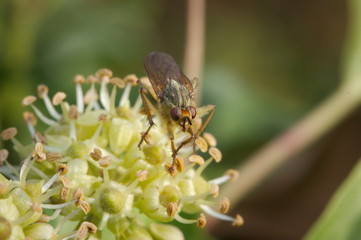 Close up of fly the flower of an ivy.
