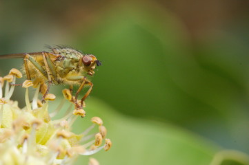 Close up of fly the flower of an ivy.
