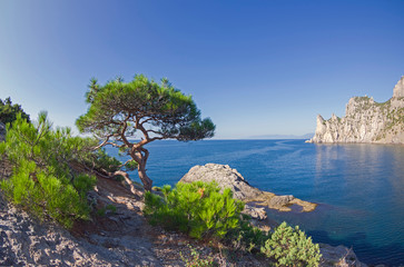 Obraz premium Relict pine on a rocky seashore.