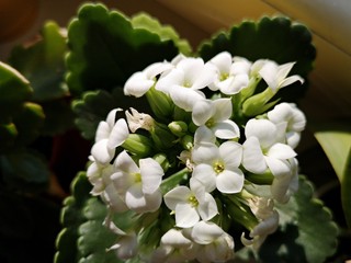 Kalanchoe Calandiva - beautiful white flower 