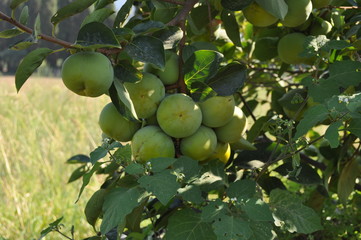 The beautiful fig in farmland