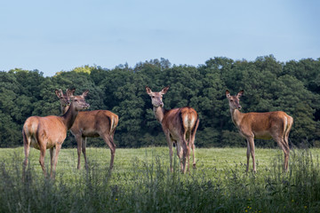 Naklejka na ściany i meble Four deer standing and looking in the distance in Jægersborg deer park (Dyrehave), Denmark