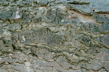 texture of bark of tree