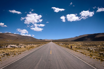 A long, straight road heads through the highlands of peru above the city of Arequipa. A shepherd guides her alpacas alongside