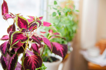 Beautiful flower Coleus with leaves of green, pink, purple colours