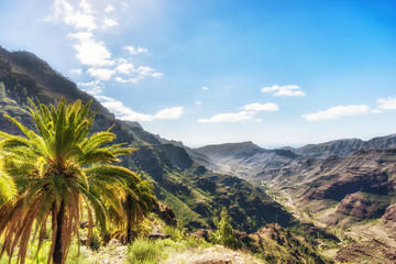 Palme an einem steilen Berghang im Barranco de Mogan auf Gran Canaria - obrazy, fototapety, plakaty