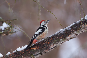 Middle spotted woodpecker sits on a larch branch under falling snow in the winter forest park.