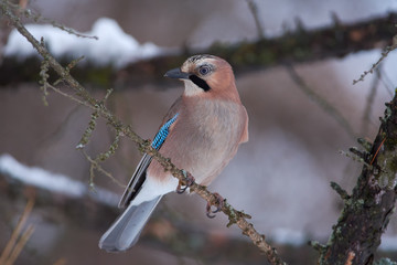 Eurasian jay sits on a larch branch in the winter forest park on a cloudy day.