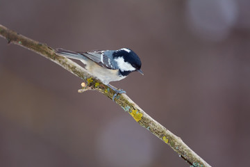 Coal tit sits on a dry branch in the forest park on a cloudy day.