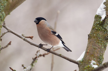 Eurasian bullfinch sits on a branch of a wild apple tree in the winter forest park on a cloudy day.