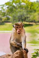 Toque Macaque (Macaca sinica) monkey sitting on a rock. Wildlife in Sri Lanka.