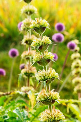 Morina longifolia plant