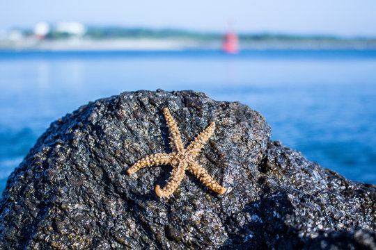 Estrela do mar amarela, numa rocha, com a praia no fundo