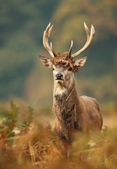 Young red deer with brown fern on antlers