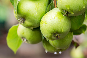 Ripe pears with water drops on a pear tree among foliage in an orchard closeup. Ripe pears with rain drops hanging on the tree ready for harvest