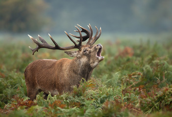 Red deer stag bellowing during rutting season