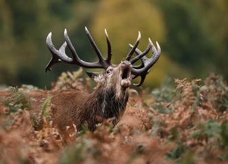 Red deer roaring during rut in autumn