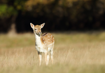 Fallow deer fawn foraging in the field of grass