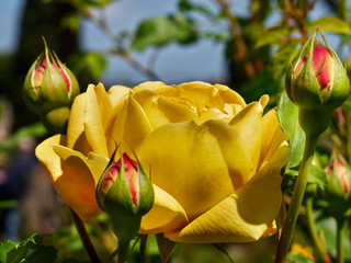 Yellow rose in bloom
