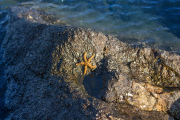 Estrela do mar amarela, numa rocha rodeada por água transparente com tons de azul