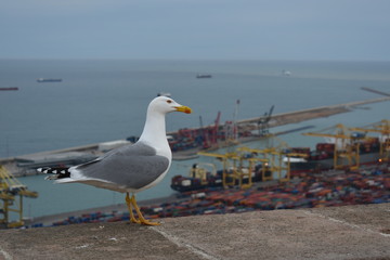 Goéland au port de Barcelone