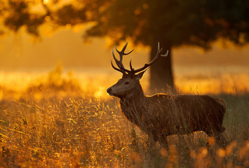 Red deer standing in grass at sunrise
