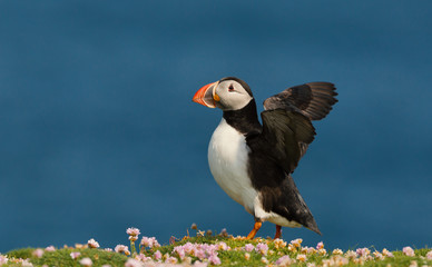 Close up of Atlantic puffin stretching wings