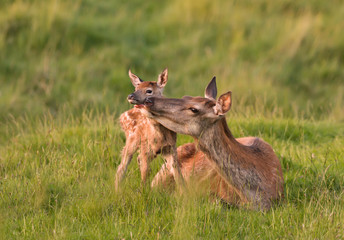 Red deer hind with a calf in spring © giedriius