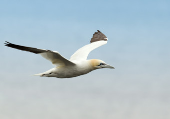 Northern gannet in flight against blue sky