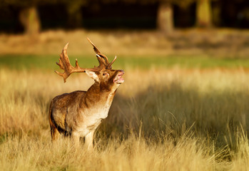 Fallow deer bellowing during rutting season