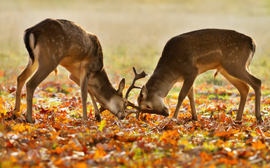 Two young male fallow deer fighting during rut