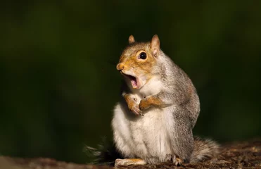 Fotobehang Eekhoorn Close up van een grijze eekhoorn geeuwen