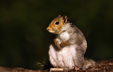 Eurasian grey squirrel sitting on a wooden log