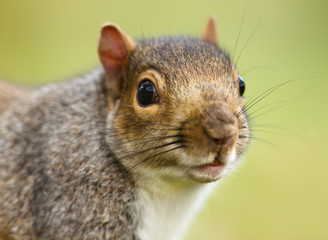 Close up of Eastern grey squirrel