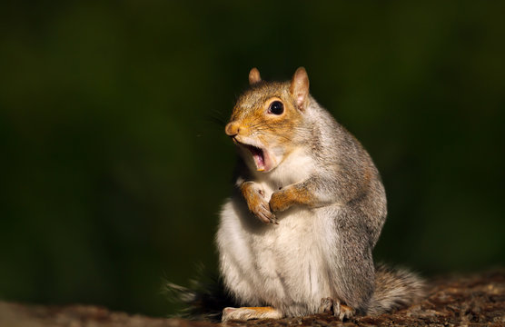 Fototapeta Close up of a grey squirrel yawning