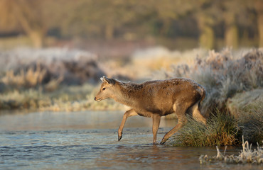 Red deer hind crossing a stream of water