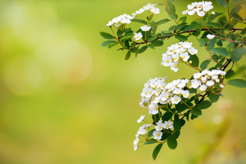 Blooms gorgeous white spirea in the garden. White spring flowers on a blurred green background. Beautiful spring background is suitable for catalog, website, design. There is free space.
