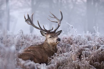 Fond de hotte en verre imprimé Cerf Close-up of a red deer stag en hiver