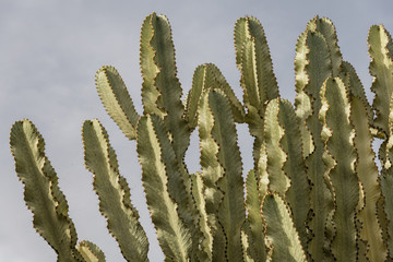 green cactus with blue sky © Michael